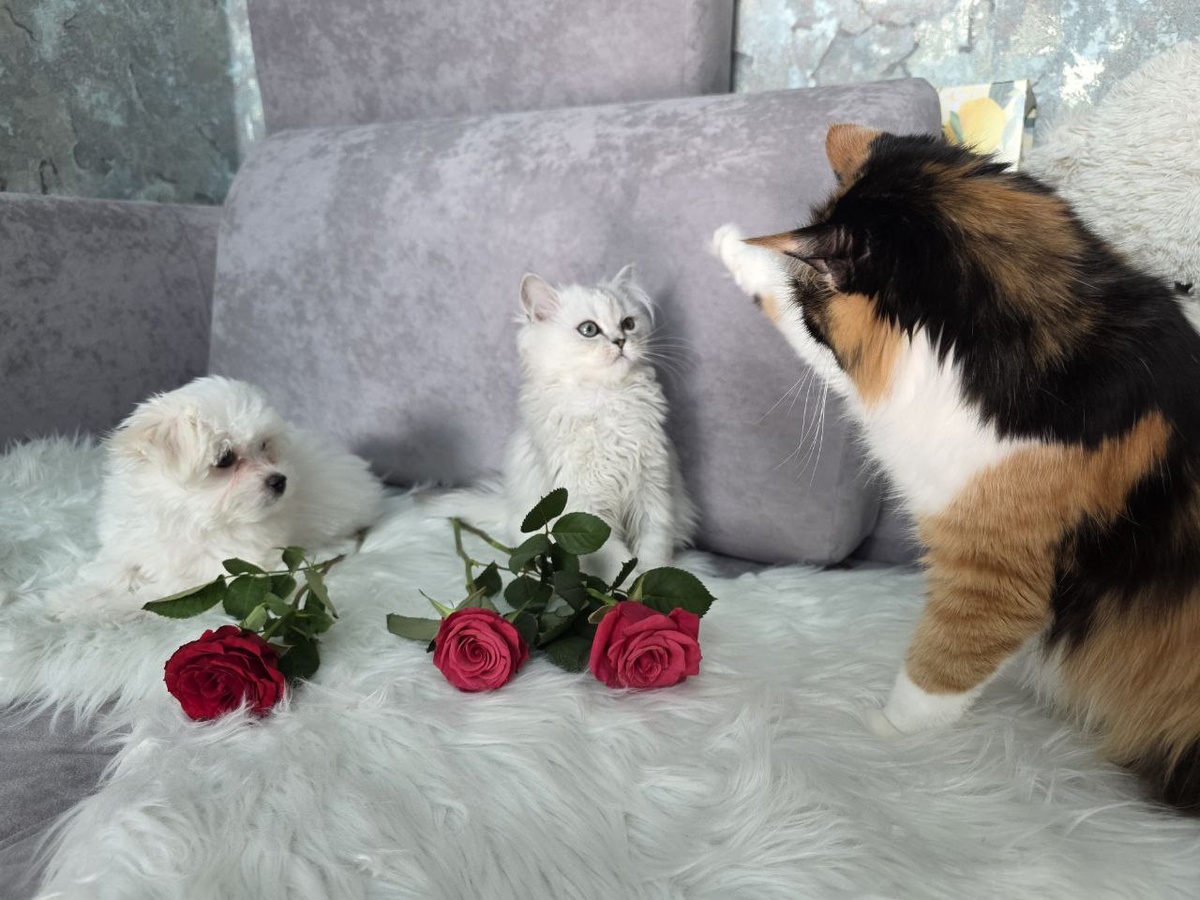 Мальтийская болонка Буся, персидский котенок Персик. Взрослая кошка Мышка.