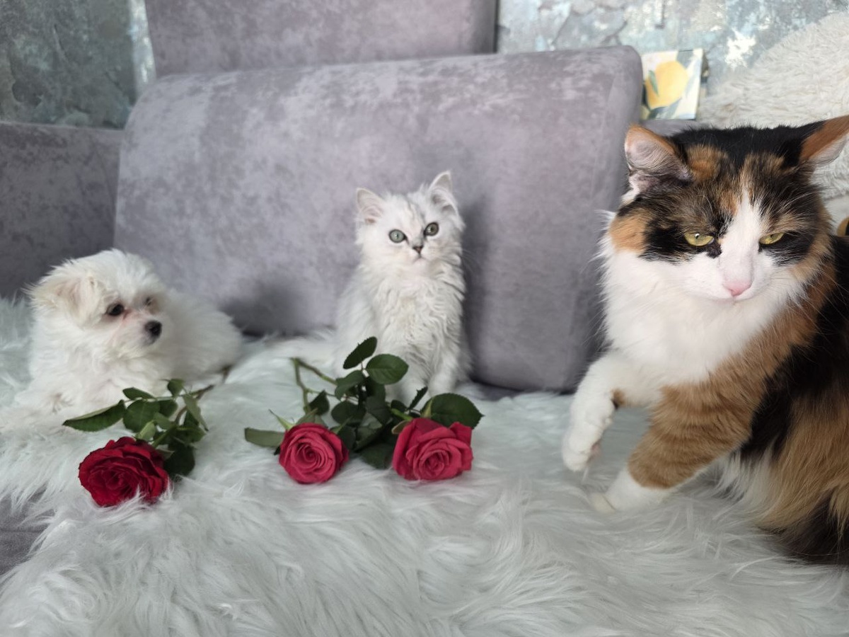 Мальтийская болонка Буся, персидский котенок Персик. Взрослая кошка Мышка.