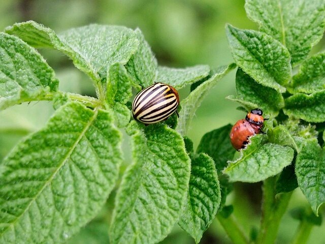    Фото: 123RF.com/viacheslavzhedankov