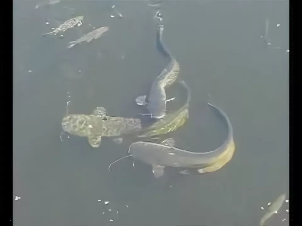 Гигантские сомы у поверхности воды — мощь и грация пресноводных хищников. 🐟✨