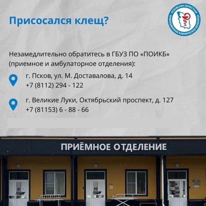 Что делать при укусе клеща
Фото: Псковская областная инфекционная клиническая больница