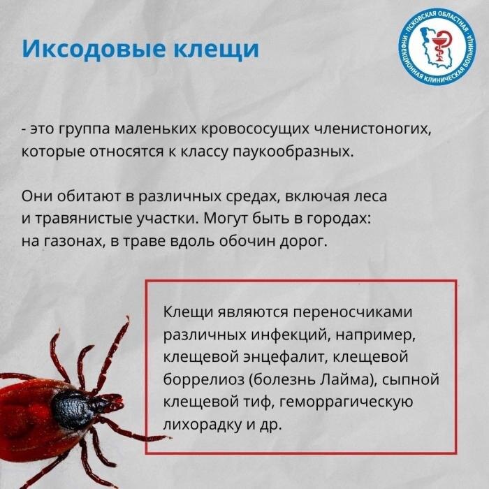 Что делать при укусе клеща
Фото: Псковская областная инфекционная клиническая больница