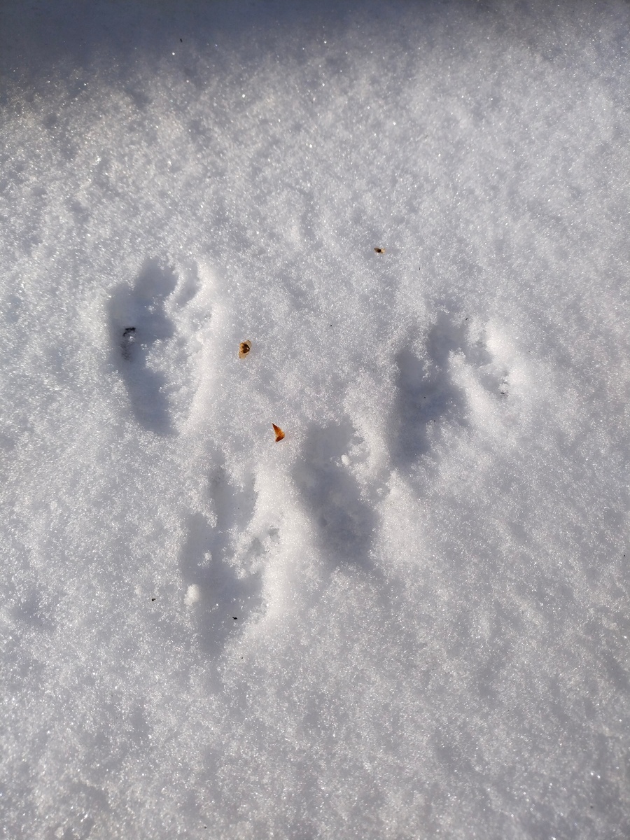 Автор фото Анатолий Смирнов.

