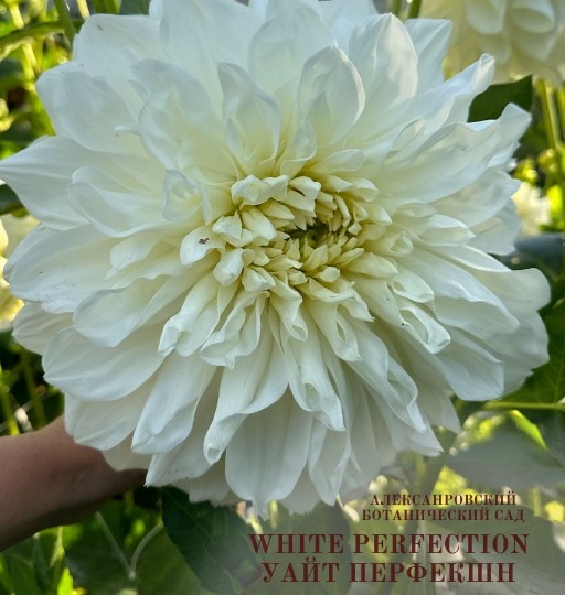 Георгина декоративная макси White Perfection (Уайт Перфекшн)