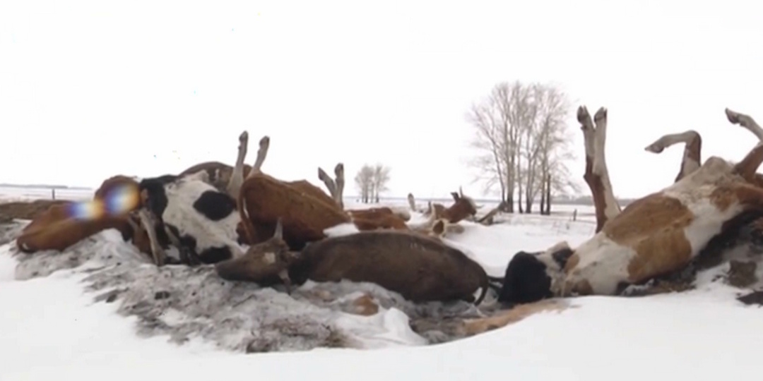 «Раскулачивание». То ли ящур, то ли бешенство: что происходит со вспышкой инфекции среди домашнего скота в Сибири?