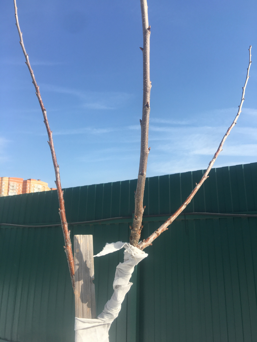 Мой саженец черешни, сорт Ипуть 