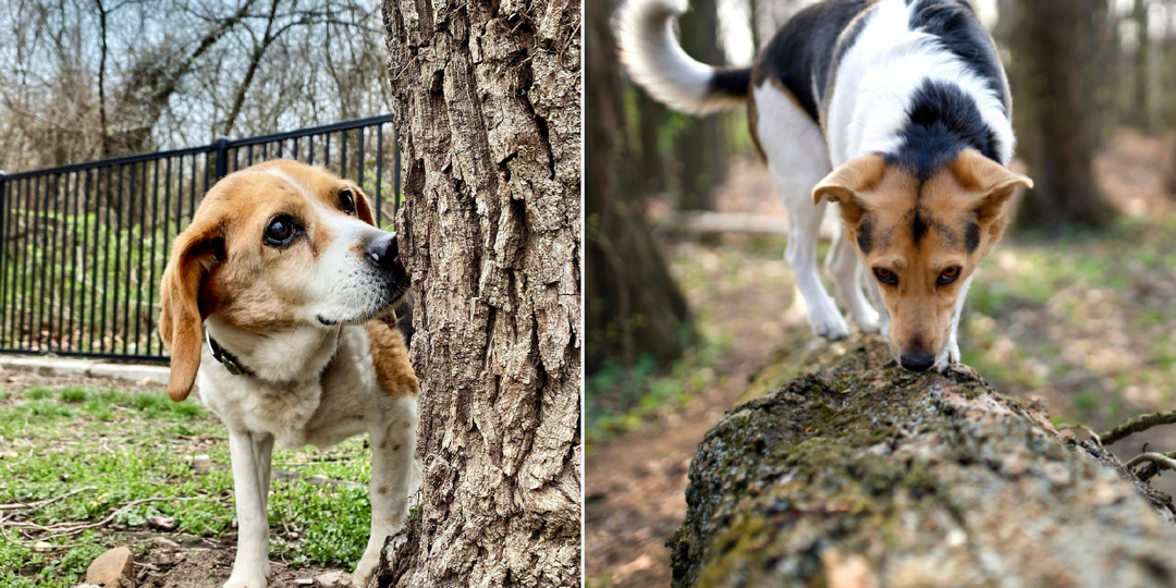 Почему собака выбирает место для туалета так тщательно: 4 основные причины