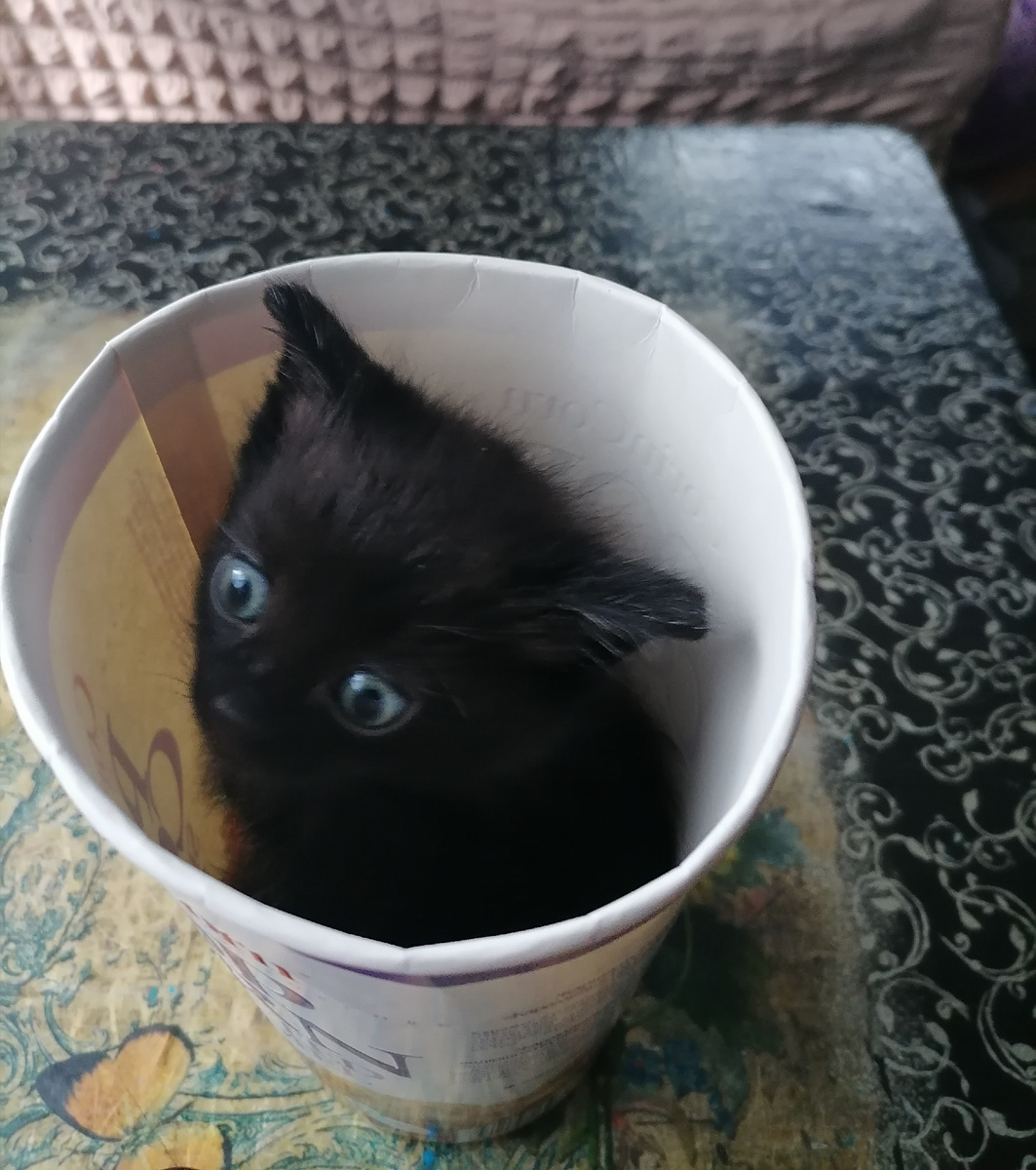 Вот так примерно себя чувствую по этому поводу. 