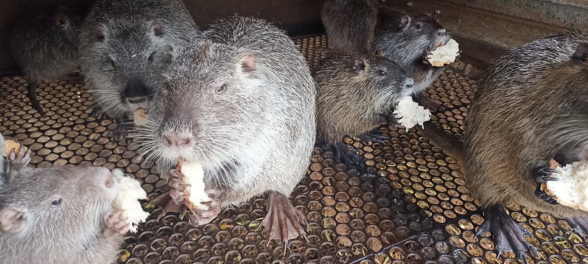 Семья нутрий