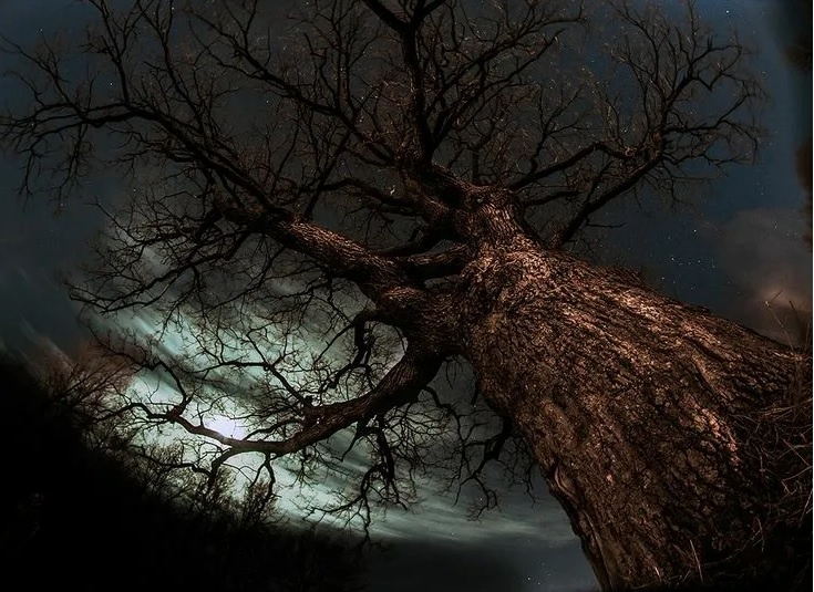 старый черный дуб