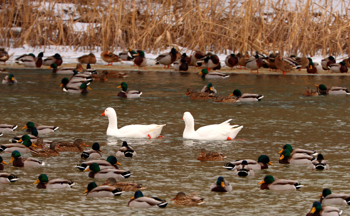 А домашние-то как рады компании