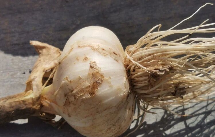    Фото: Лукьянов Дмитрий, AgroXXI.ru