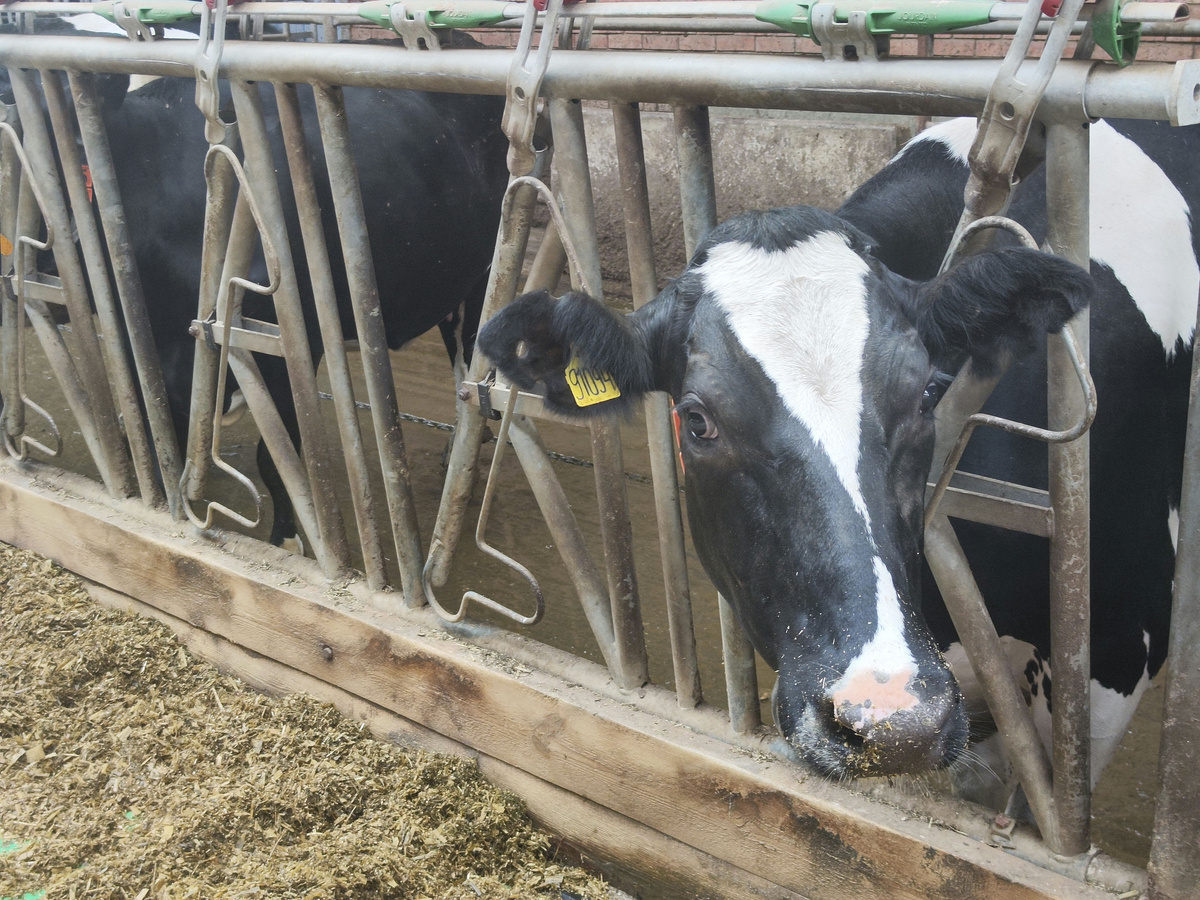 Ущерба здоровью скота не обнаружено, нарушителям вынесли предупреждения.  Фото: ФедералПресс / Ксения Кобалия
