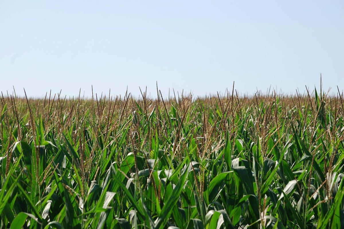  © Andrew Swarga, Pexels.com