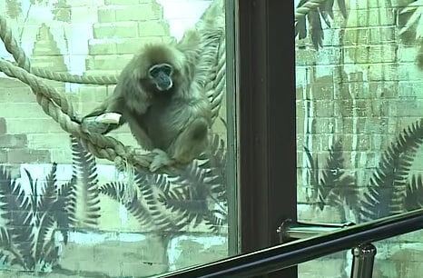     Познакомились с обезьянками из «Роева ручья» и подарили им игрушки