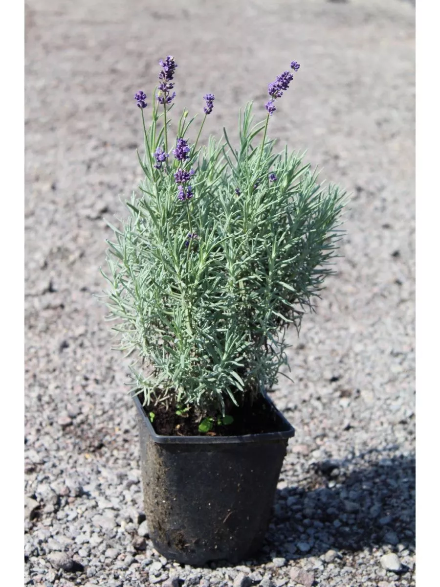 Лаванда узколистная Манстед