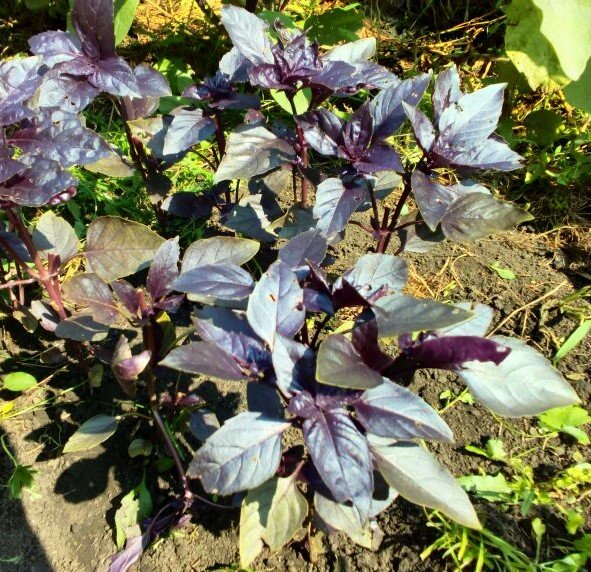 Базилик овощной фиолетовый, фото автора