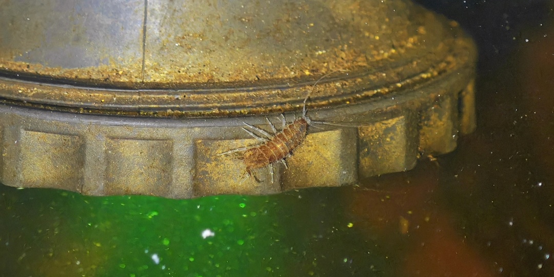 Я искал его три года: Водяной ослик наконец-то поселился в моём лабораторном пруду