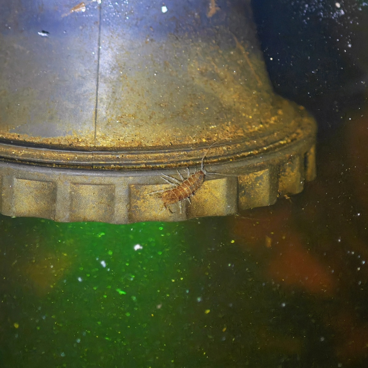 Водяной ослик (Asellus aquaticus) в моём лабораторном пруду — первое появление за 4 года наблюдений.