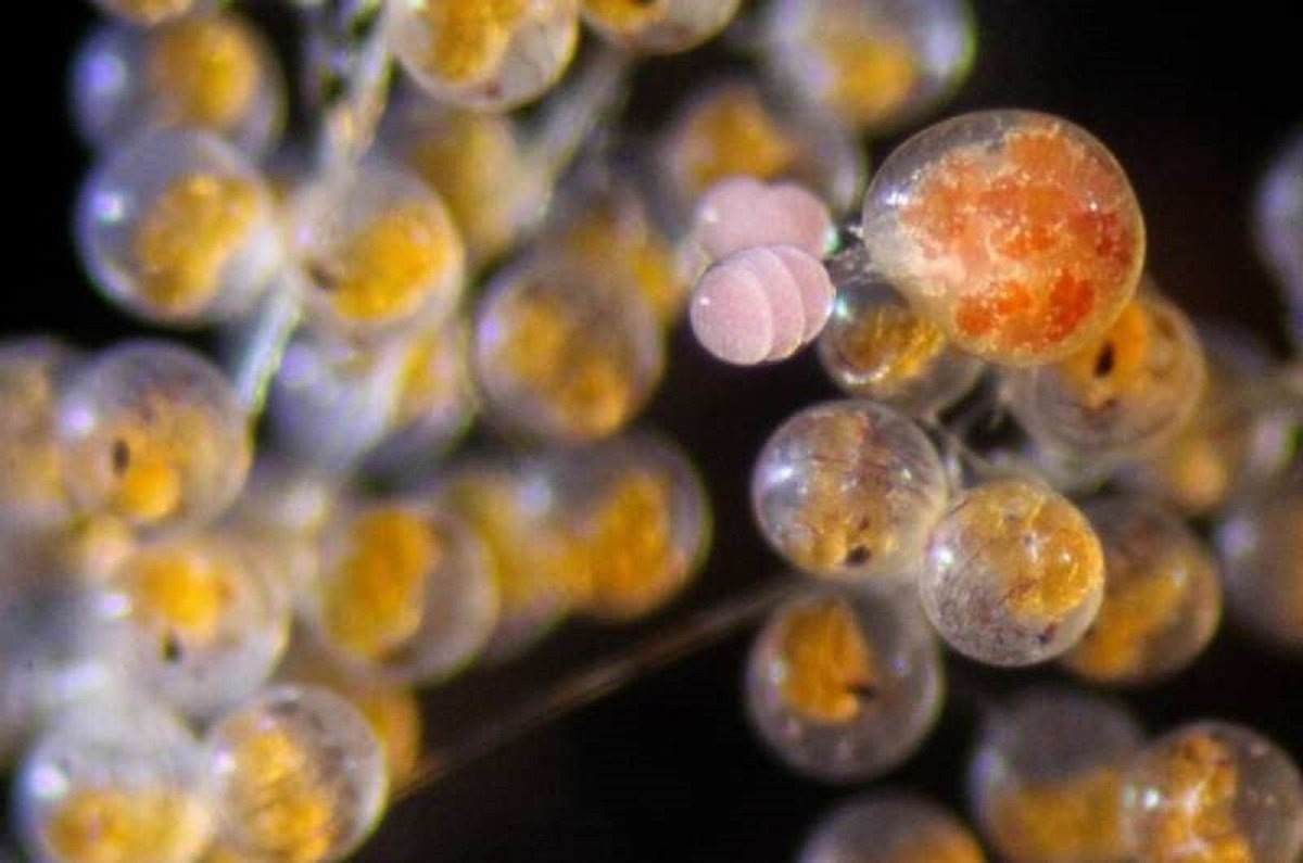    Взрослая самка недавно открытого никотоидного веслоногого рачка (темно-оранжевая) живет, питается и откладывает свои собственные яйца (розовые) в развивающуюся кладку (оранжевые шарики) самок крабов. Фото: Калифорнийский университет в Санта-Барбаре.