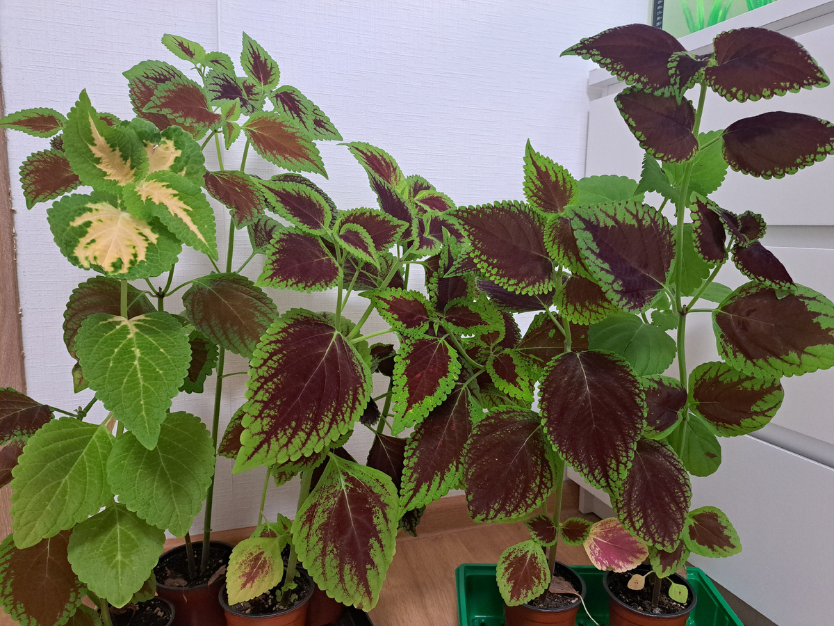 Колеусы из семян