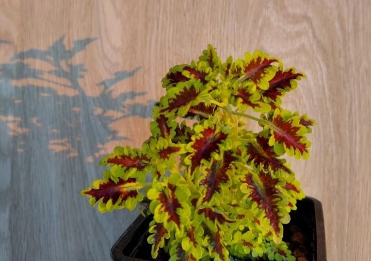 Колеусы как комнатные растения.