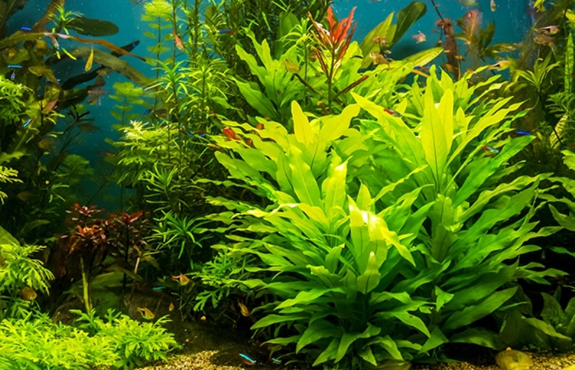 Подводный сад для начинающих: как создать аквариум, за которым легко ухаживать