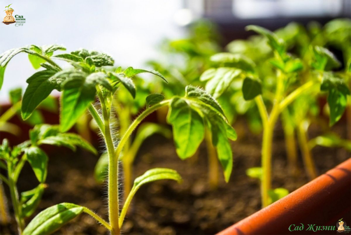 Здоровая рассада растёт равномерно — без «перекосов» в питании