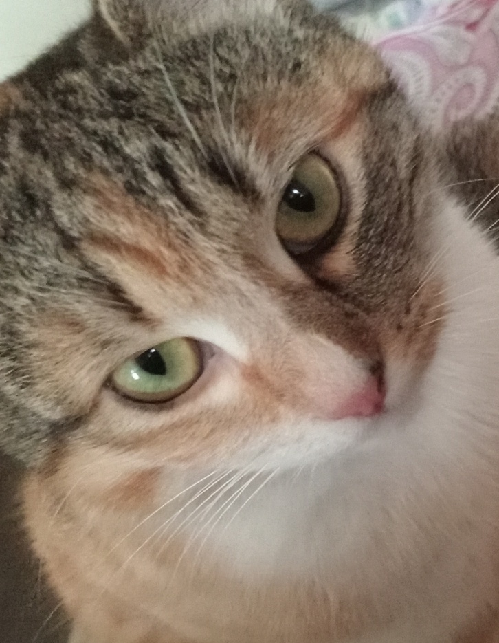 Мария Сергеевна Кошкина 🐱