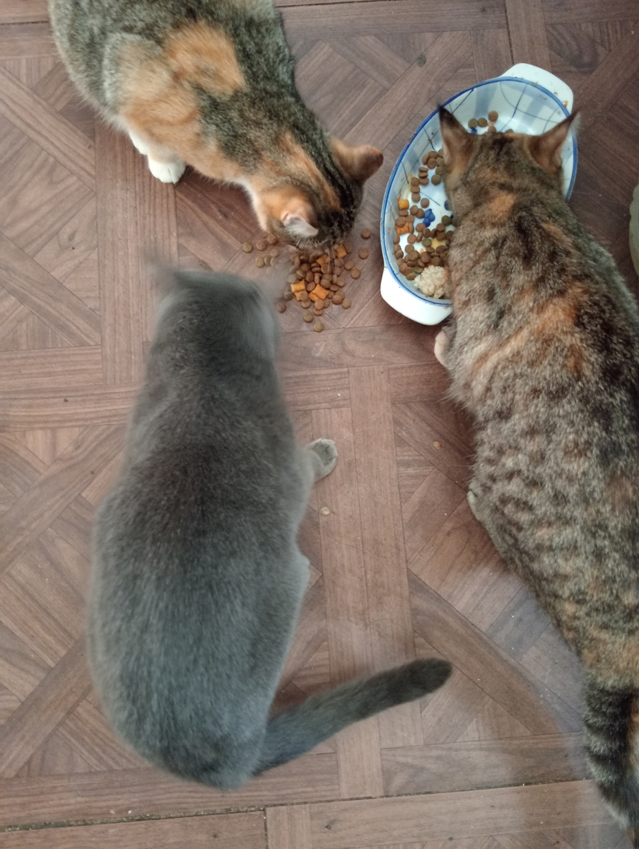 Что-то Шпротинка на фото крупная получилась, она на самом деле маленькая.Или это Лизка? Они похожи!😃