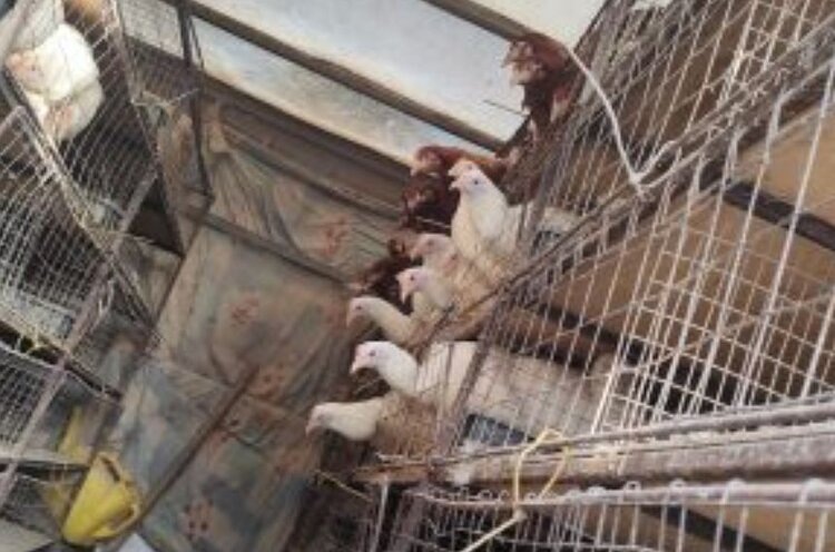    Фото: Россельхознадзор РФ