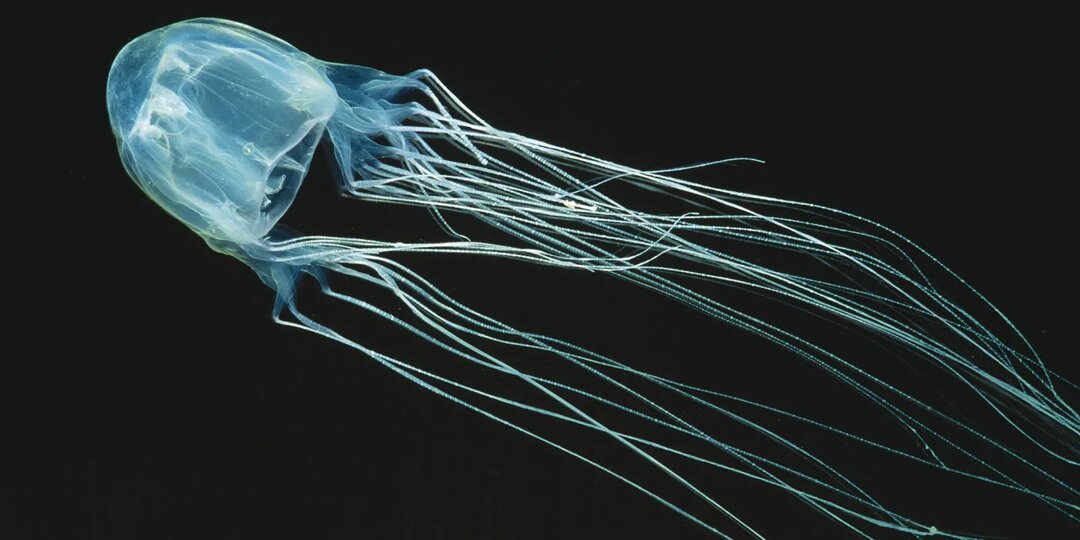 Ядовитые медузы в Таиланде: как обезопасить себя на отдыхе