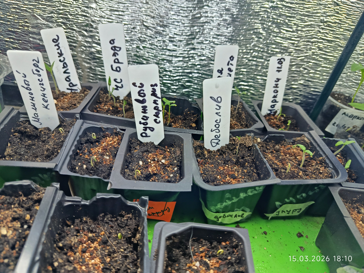 15 марта, шесть сортов из 21.