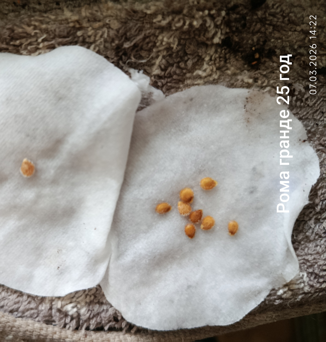 Сохраняла фото с какими росточками сеяла семена 24 и 25 года