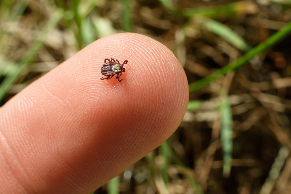    Shutterstock/FOTODOM