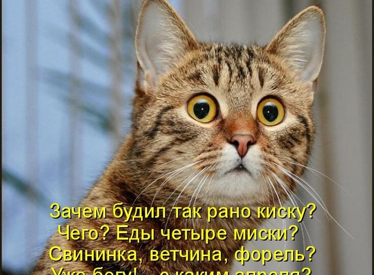 Смешные мемы