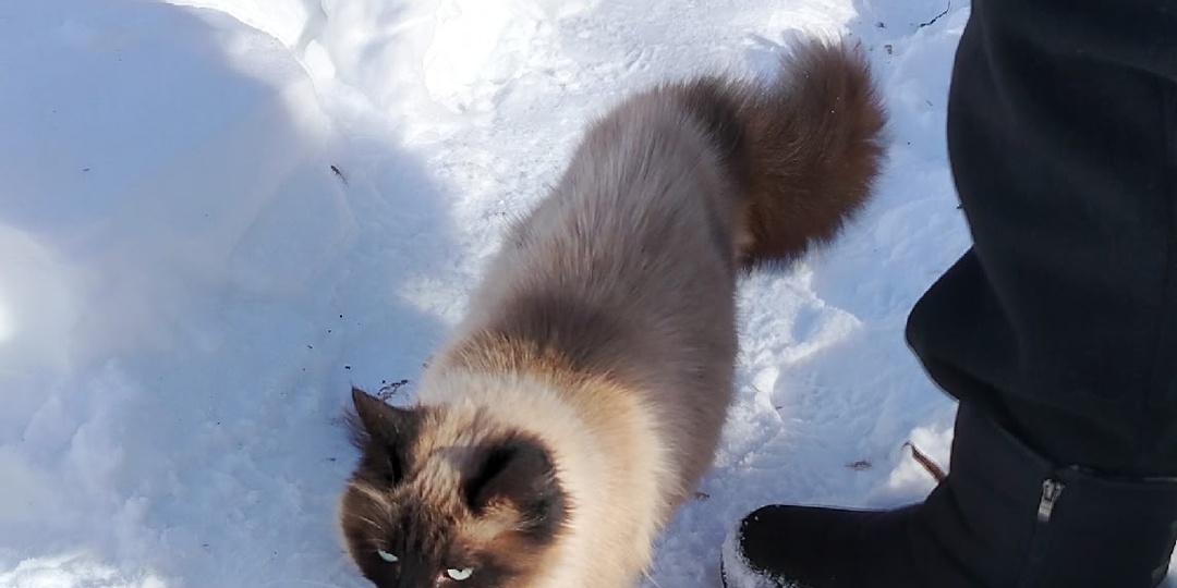 Бегала по снегу, поджимая лапки