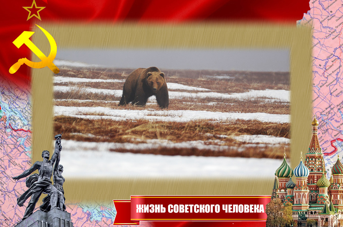 Медведь в тундре весной