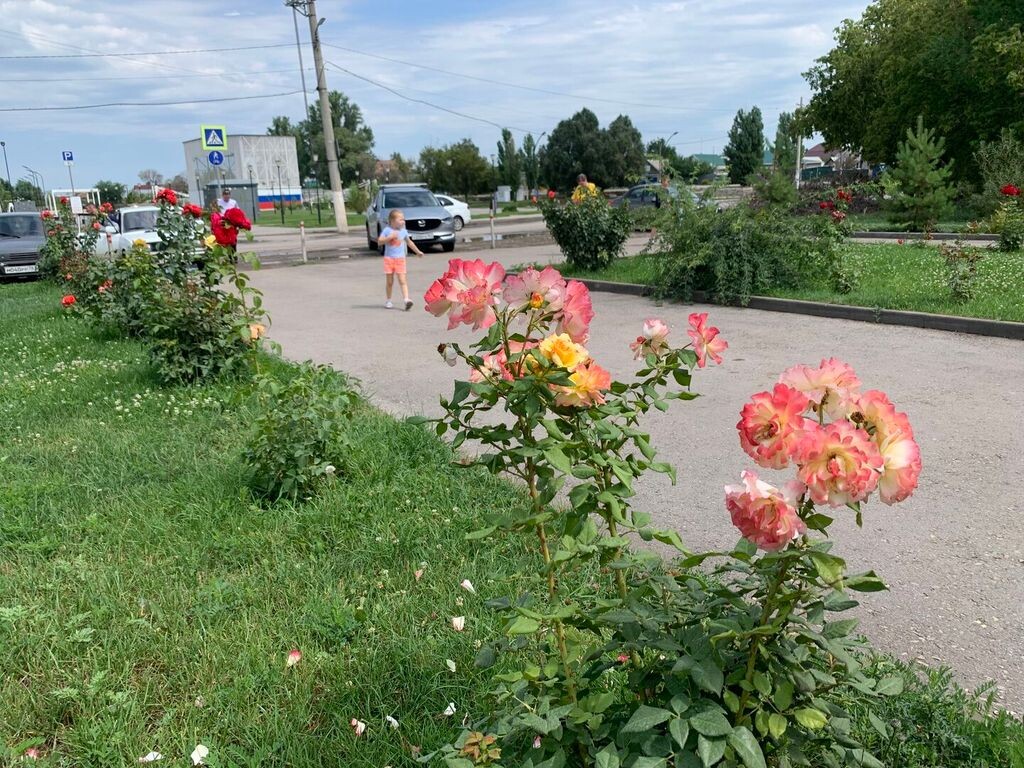 Фото из соцсетей. Розы на улицах.