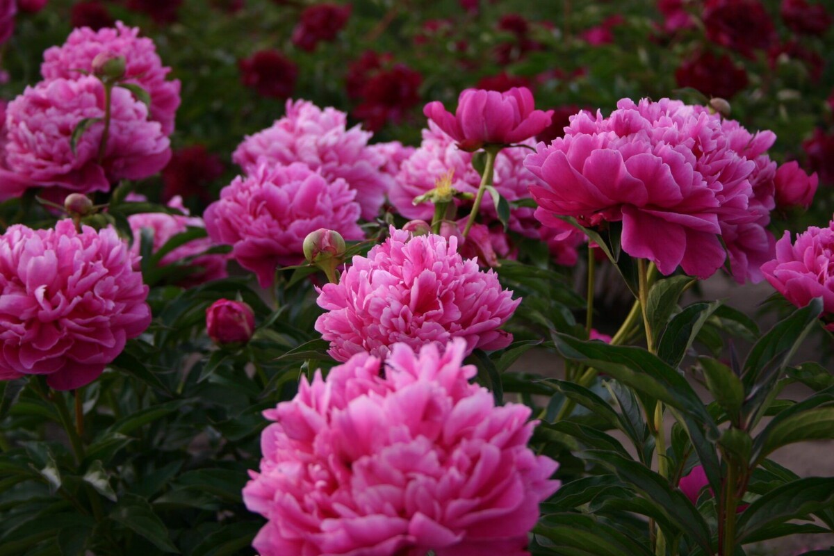 Фото Parkland Peonies