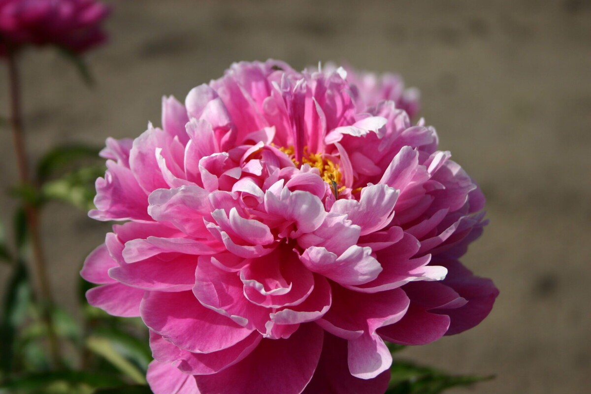 Фото Parkland Peonies