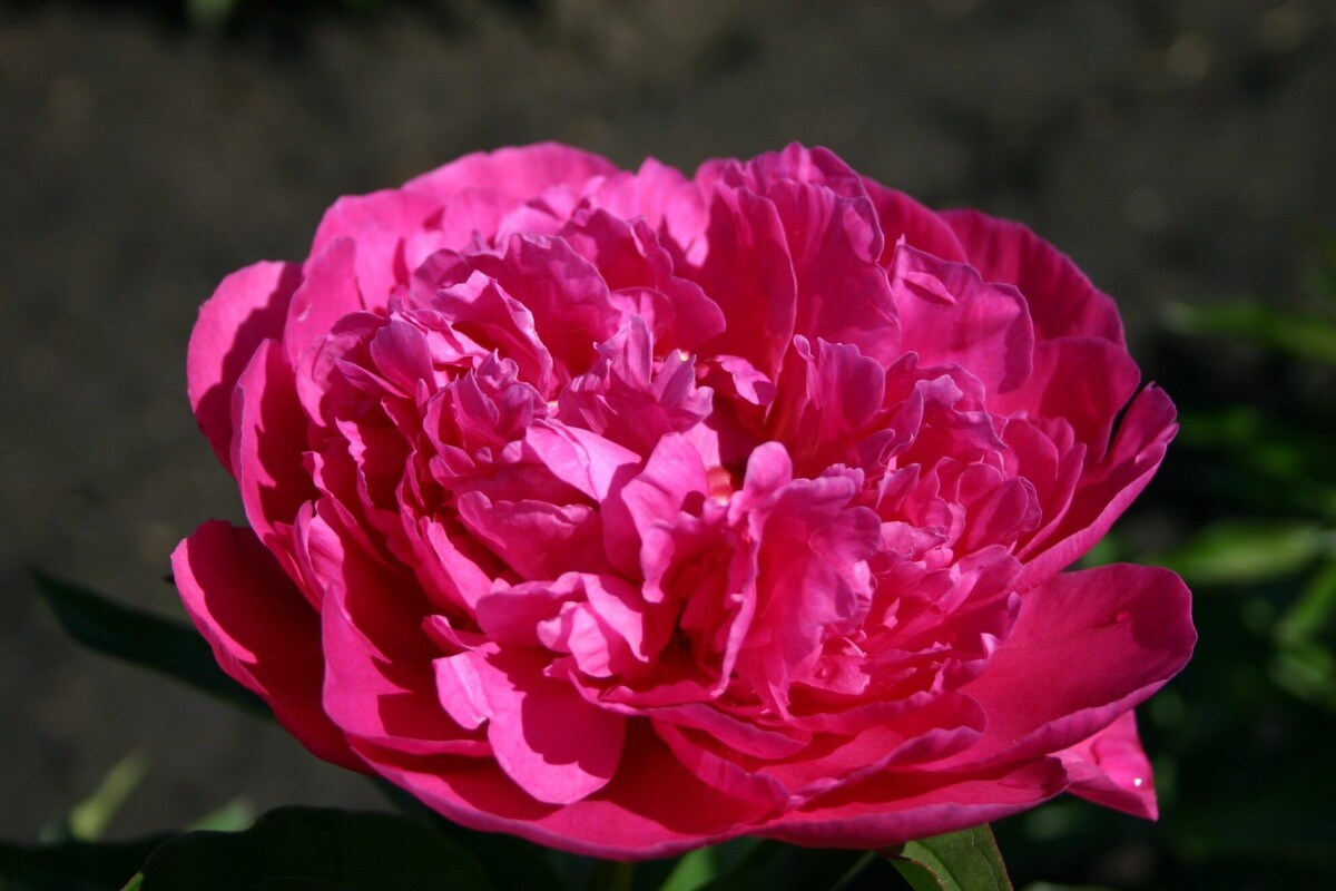 Фото Parkland Peonies