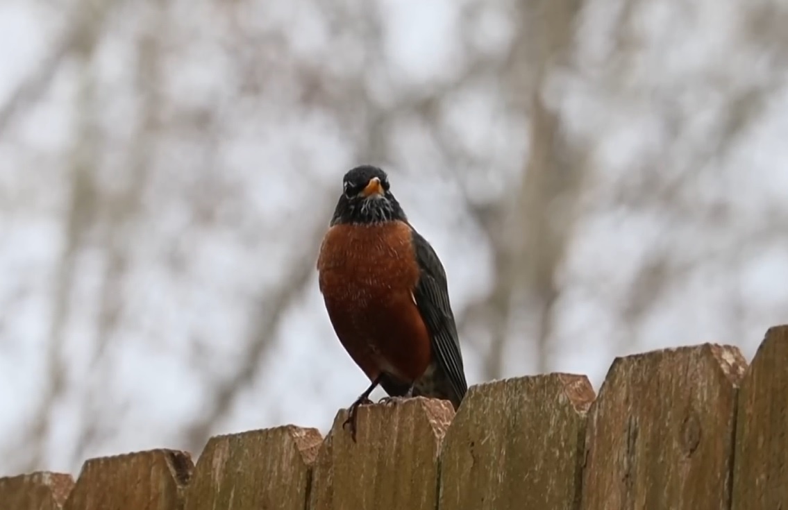 Скриншот с видеоролика