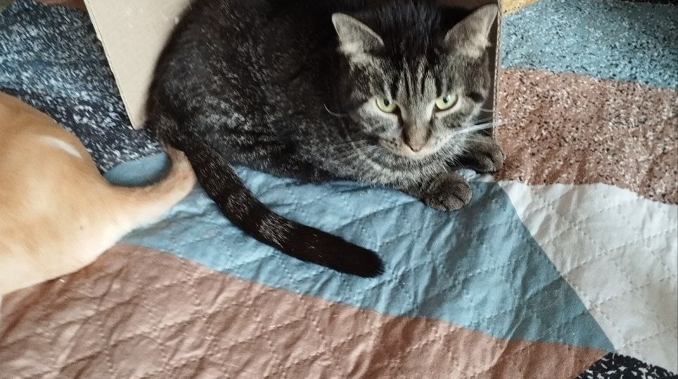 🆘🆘🆘СРОЧНО НУЖНА ПОМОЩЬ СПИНАЛЬНИЦЕ КУСЕ!🆘🆘🙏