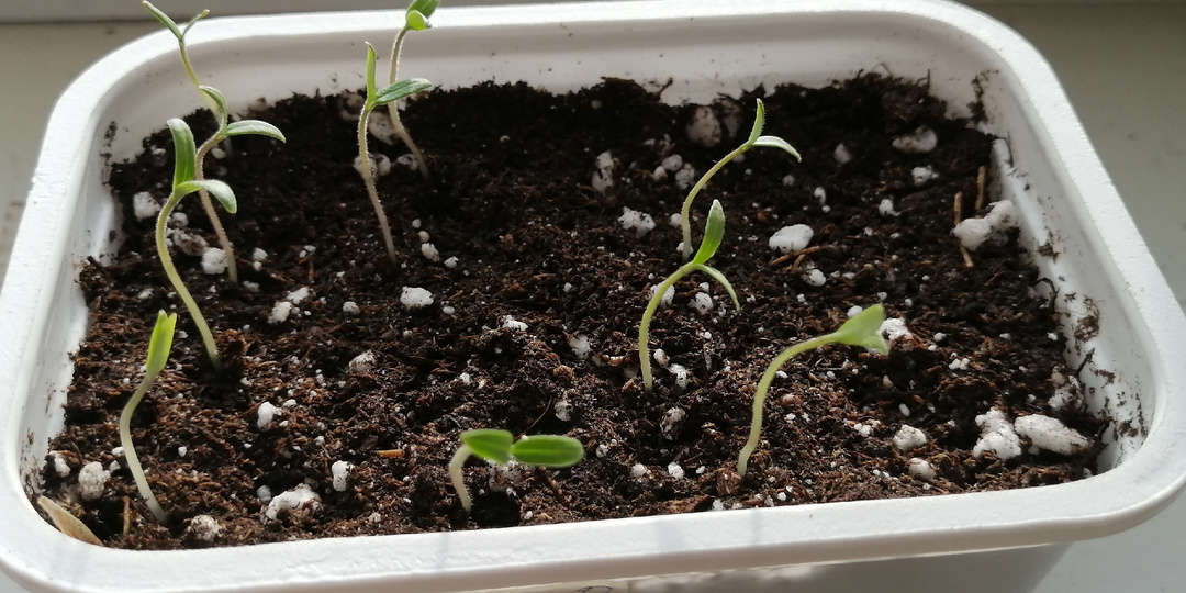 Моя рассада