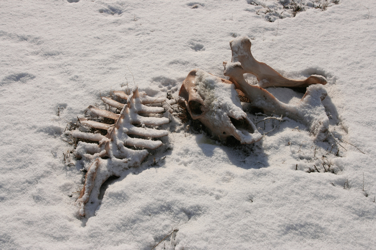 Автор фото: Melissa E Dockstader / Shutterstock / FOTODOM. Кости и череп коровы на снегу, архивное фото для иллюстрации.