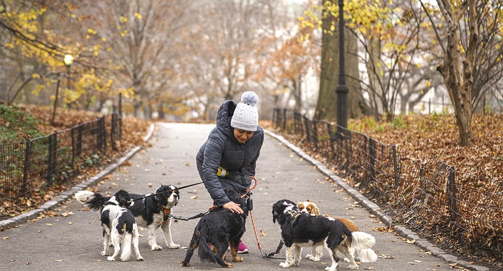 Регионы захватила волна отравлений собак догхантерами. Как обезопасить своего питомца