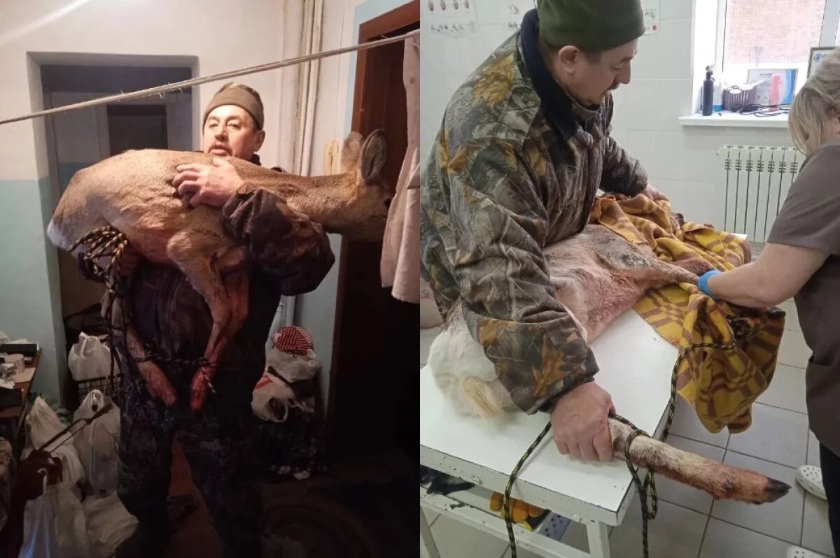    В Назарово испуганная косуля запрыгнула в квартиру через разбитое окно