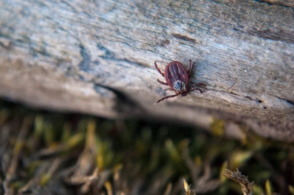    Старые методы защиты от клещей больше не спасут.