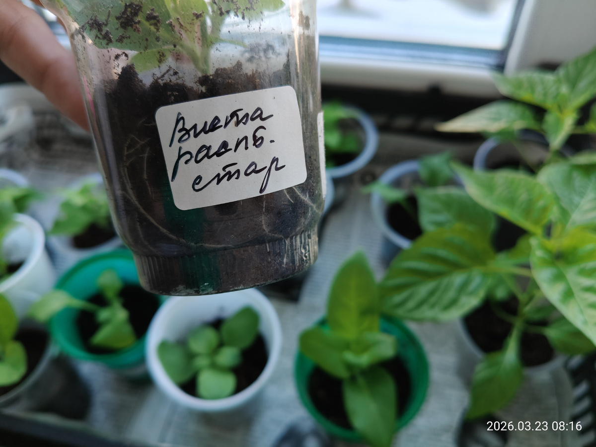 Петуния подписана